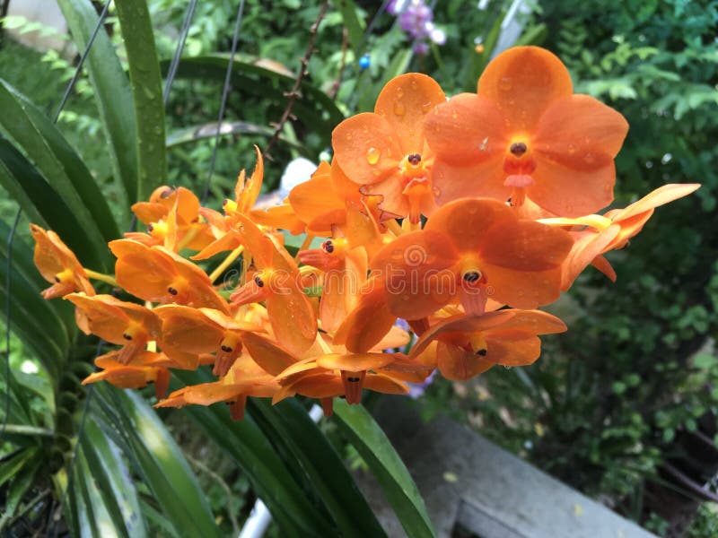 Orchidée orange tropicale photos libres de droits Orchidée orange tropicale photos libres de droits