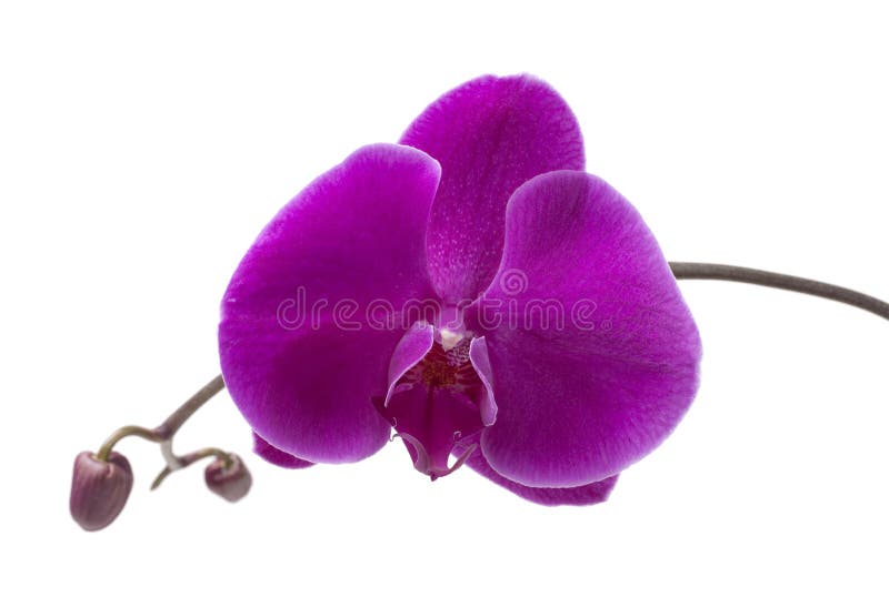Orchidée pourprée