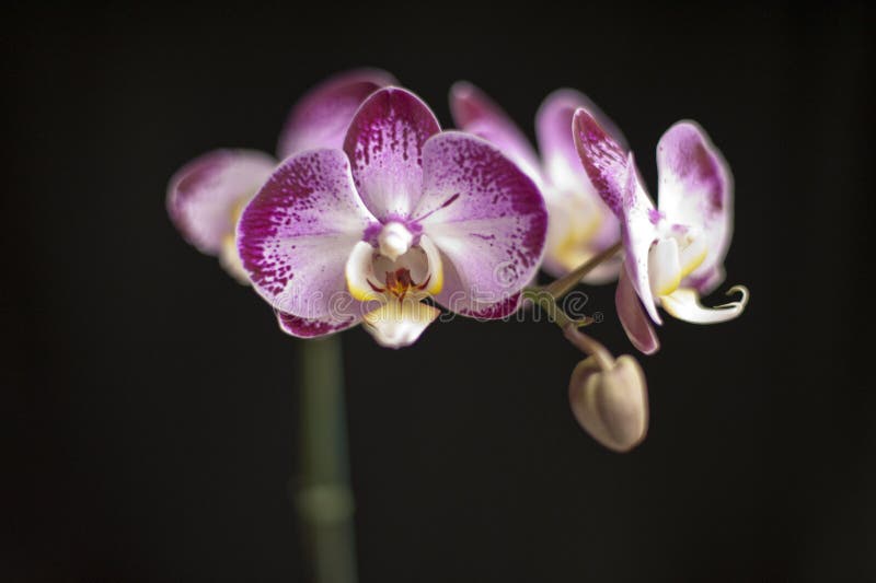 Orchidée pourprée sur un fond noir images stock Orchidée pourprée sur un fond noir images stock