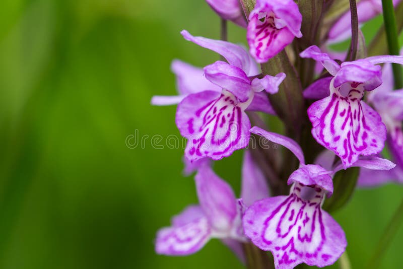 Orchidée sauvage image stock Orchidée sauvage image stock