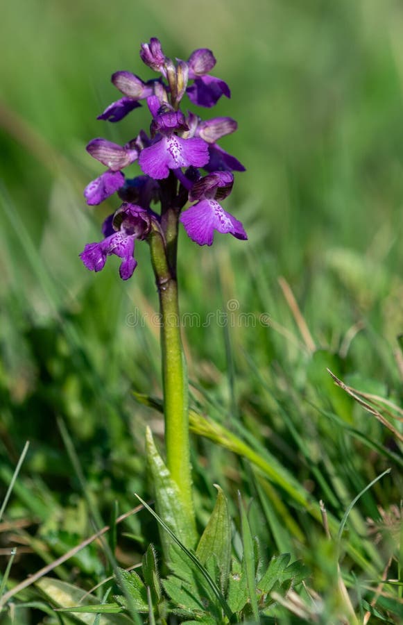 Orchidée verte en fleur image stock