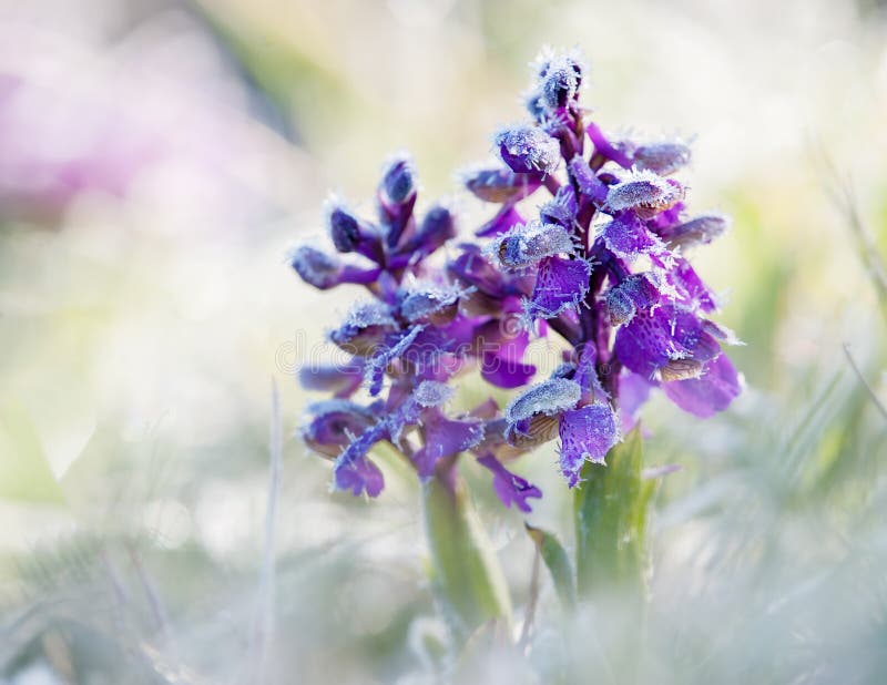 Orchidée viridipenne photo libre de droits