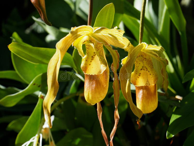 Orchidées de pantoufle jaunes image stock Orchidées de pantoufle jaunes image stock