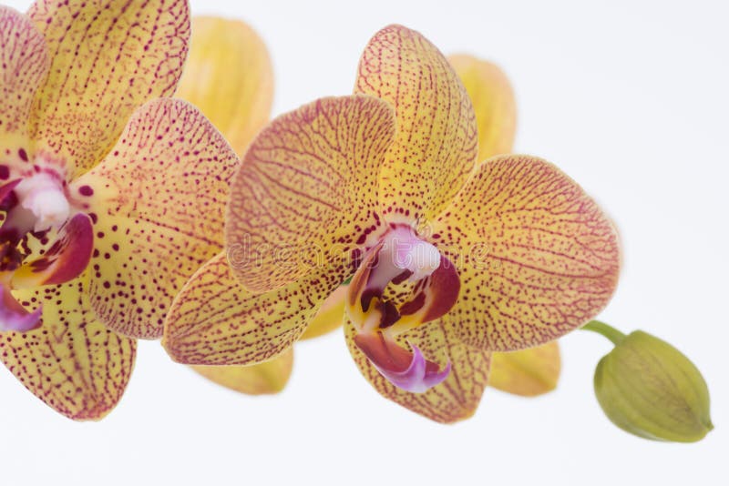 Orchidées jaunes de Phalaenopsis et haut étroit de bourgeon photo libre de droits Orchidées jaunes de Phalaenopsis et haut étroit de bourgeon photo libre de droits
