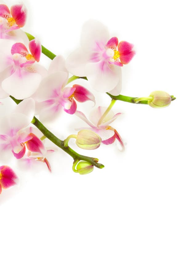 Délicates orchidées blanches et roses images libres de droits