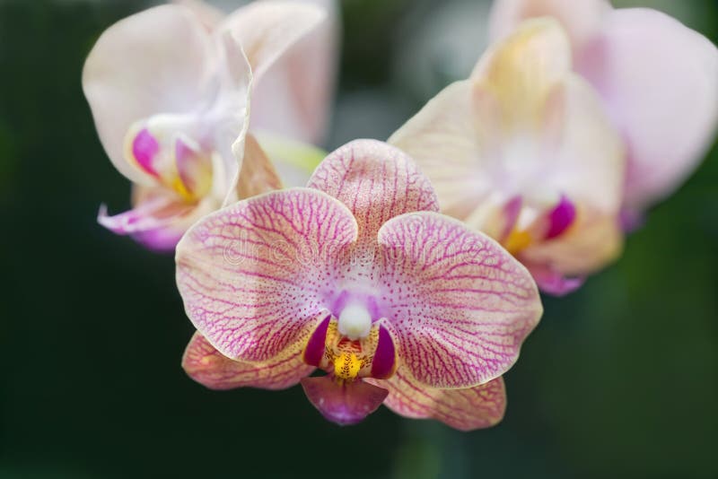 Orchidées roses et jaunes photographie stock libre de droits Orchidées roses et jaunes photographie stock libre de droits
