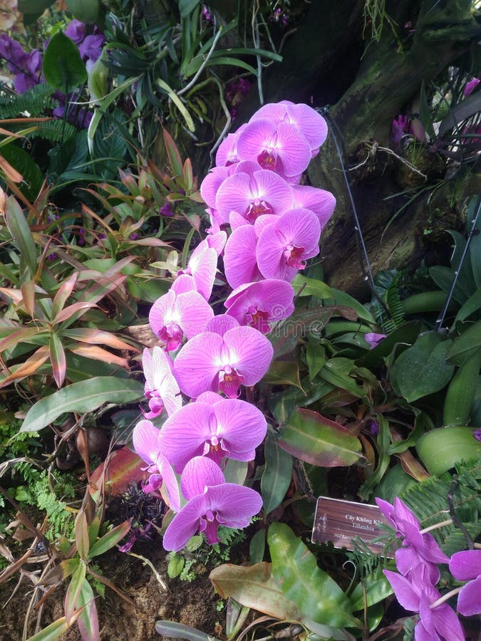 Orchidées roses, une belle fleur exotique, image stock Orchidées roses, une belle fleur exotique, image stock