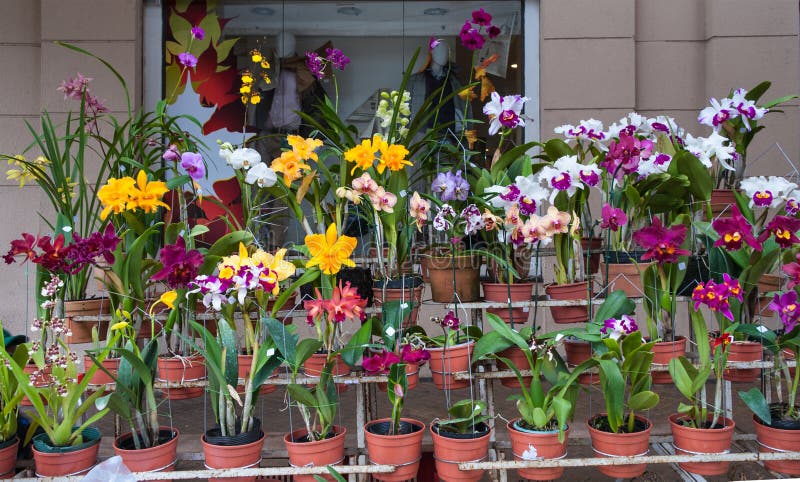 Orchidées à vendre, marché en plein air à Asuncion, Paraguay. photos stock Orchidées à vendre, marché en plein air à Asuncion, Paraguay. photos stock