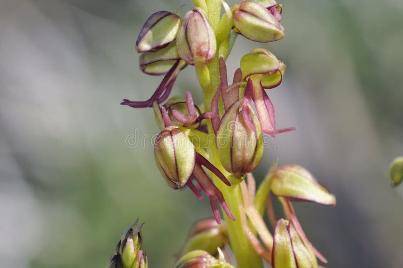 TÌNH YÊU LAN - Page 51 Orchis-anthropophora-man-orchid-formerly-aceras-anthrophophorum-crete-169430295