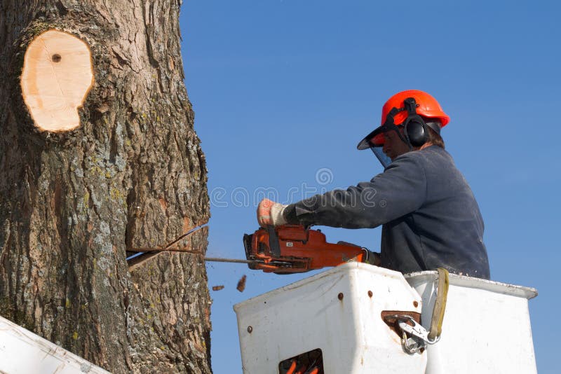 In orde makende de boomtakken van de werkman