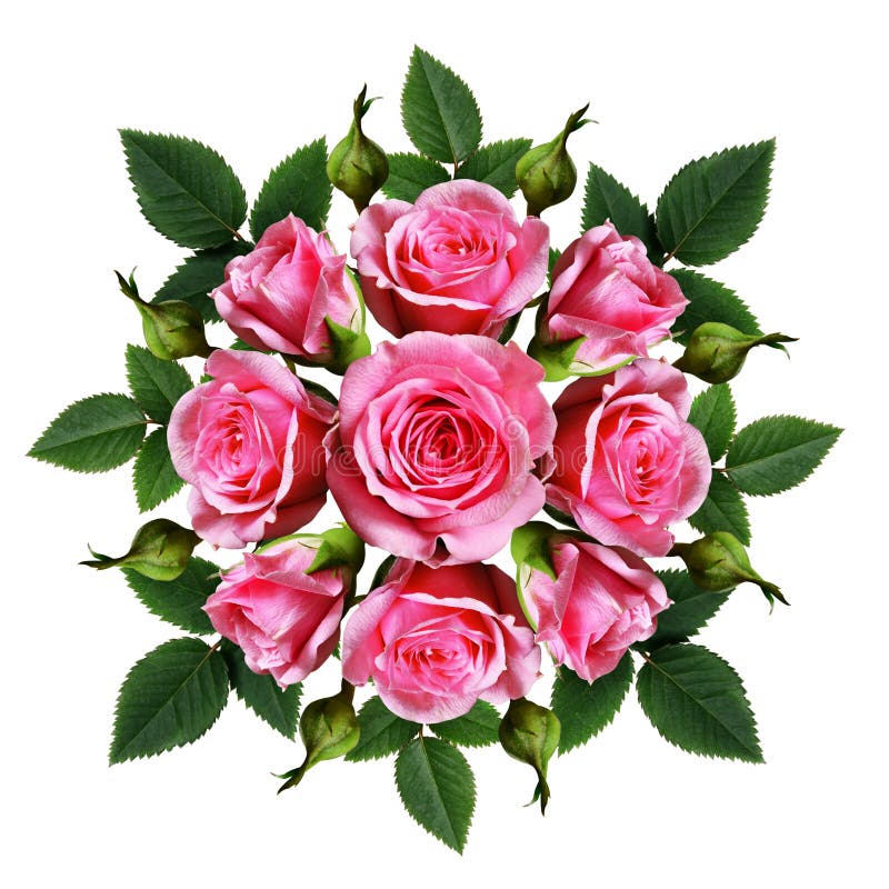 Ordered Bouquet of Pink Rose Flowers and Buds Stock Photo Image of
