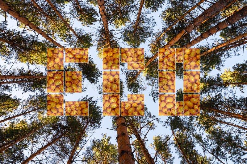 Ordet eko mot bakgrund av tallskogsträd. begreppet naturvård. dubbel exponering royaltyfri fotografi
