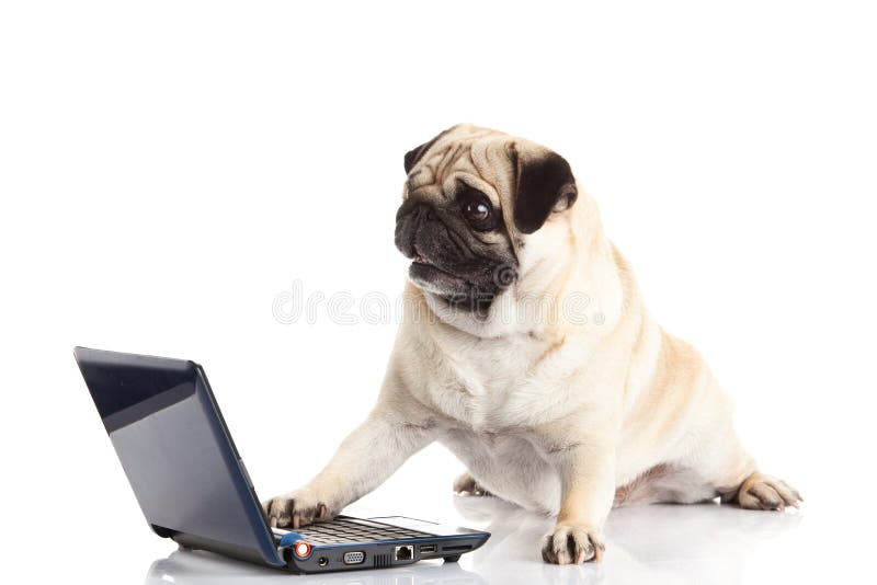 Ordinateur de chien de roquet d'isolement sur la technologie de pointe blanche de fond images libres de droits Ordinateur de chien de roquet d'isolement sur la technologie de pointe blanche de fond images libres de droits