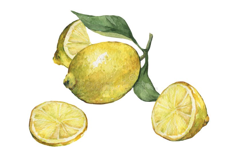 Ordningen med den hel och nya citrusfruktcitronen för skivan med gräsplan lämnar och blommar stock illustrationer