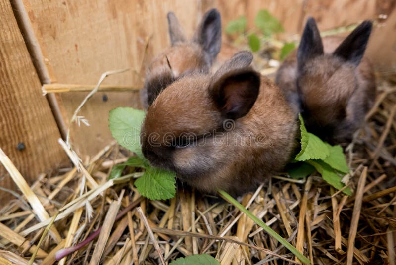 Ordures angoras de quatre de semaines de lapin kits de lapin photos stock Ordures angoras de quatre de semaines de lapin kits de lapin photos stock