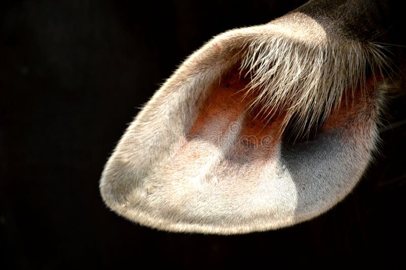 Kerbl Orecchie Di Mucca Tinte - Confezione Da 10, Snack Per Cani A Basso Grasso - Foto 14
