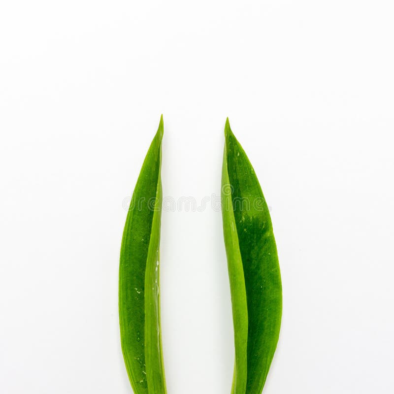 Orecchie di coniglio del coniglietto fatte delle foglie verdi naturali su fondo bianco Concetto minimo di Pasqua Disposizione pia immagine stock Orecchie di coniglio del coniglietto fatte delle foglie verdi naturali su fondo bianco Concetto minimo di Pasqua Disposizione pia immagine stock