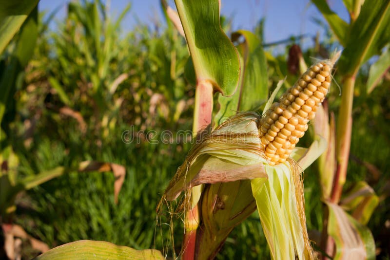 Orecchie di giovane cereale nel campo fotografia stock libera da diritti Orecchie di giovane cereale nel campo fotografia stock libera da diritti