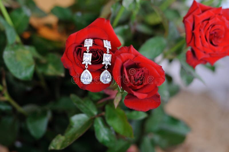Orecchini sulla rosa rossa immagine stock