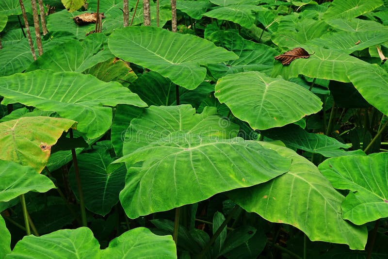 La Pianta Di Colocasia Dell'orecchio Di Elefante Fotografia Stock - Immagine Di Crescere - Foto 2