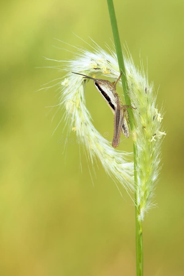 Orecchio e locusta dell'erba fotografia stock libera da diritti Orecchio e locusta dell'erba fotografia stock libera da diritti