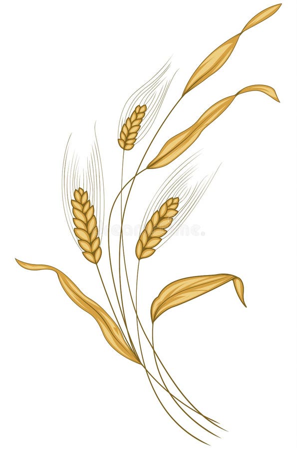 Orecchio Stilizzato Di Frumento Illustrazioni Vettoriali E Clipart Stock 186 Illustrazioni Stock