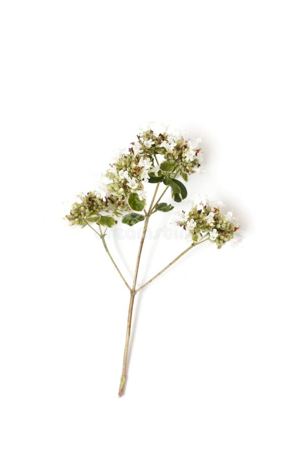 Oregano στοκ φωτογραφία