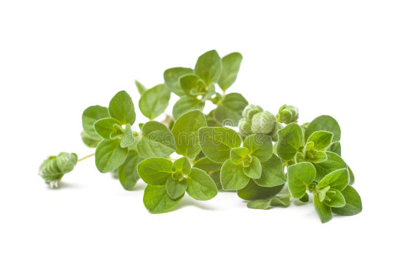Oregano στοκ εικόνες με δικαίωμα ελεύθερης χρήσης Oregano στοκ εικόνες με δικαίωμα ελεύθερης χρήσης