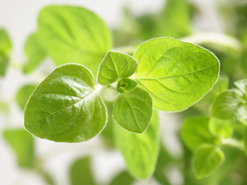 Oregano close-up obraz stock