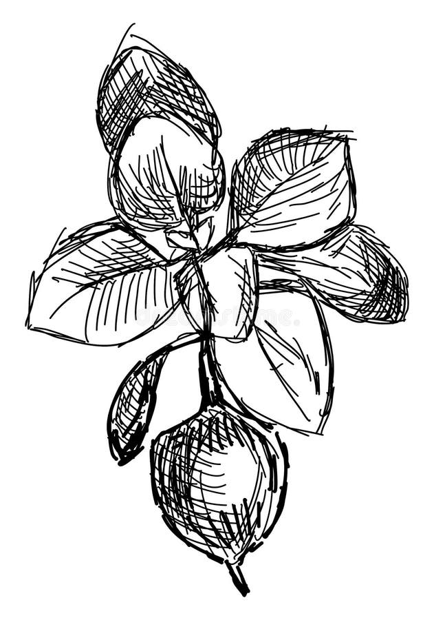 Oregano Stock Illustrations 2,667 Oregano Stock Illustrations