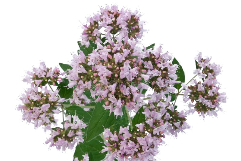 Oregano flower