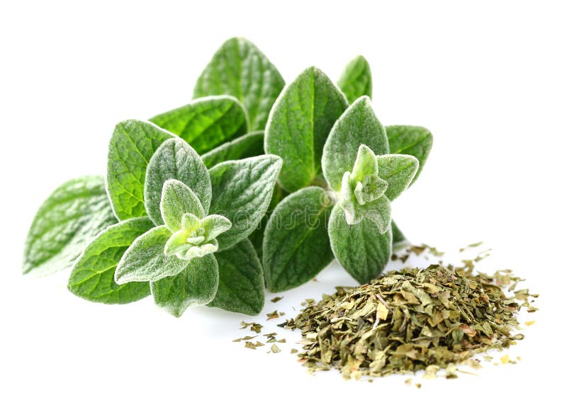 Oregano stock photo. Image of herb, plant, spice, aroma 7474702