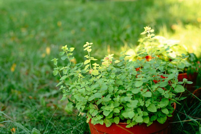 Oregano Grows in a Pot in a Summer Cottage. Outdoors Stock Photo