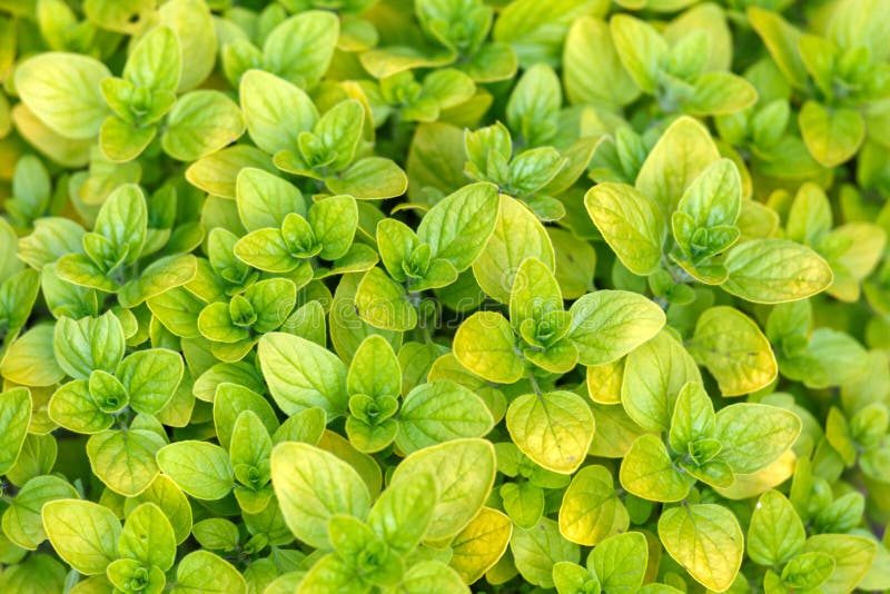Oregano Herb Leaves Growing in Kitchen Garden Stock Photo Image of