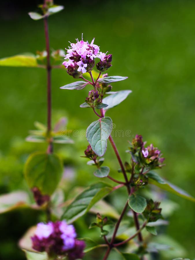 Oregano Herb Plant Outdoors Stock Image Image of herbal, herb 251174875