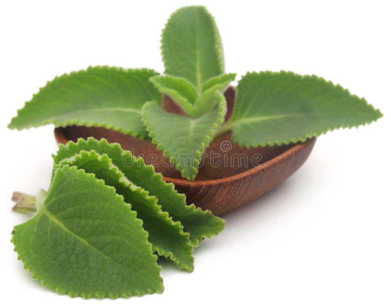 Oregano leaves stock image. Image of seasoning, aromatic 267163837