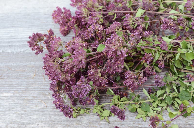 Fresh oregano stock image. Image of ingredient, health 9773559