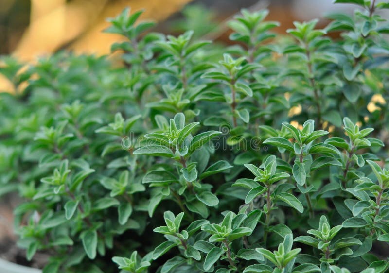 Oregano Plant. best herbs to grow hydroponically