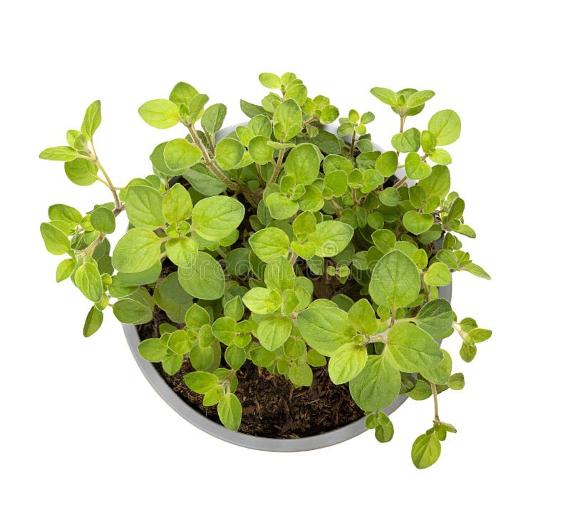 Oregano, Potted Young Plant of Origanum Vulgare, a Culinary Herb Stock
