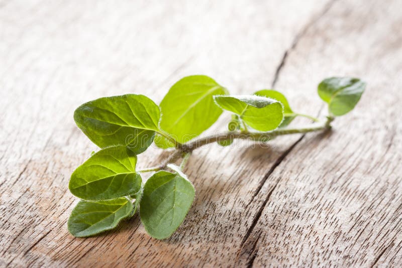 Oregano twig on wooden table stock photography