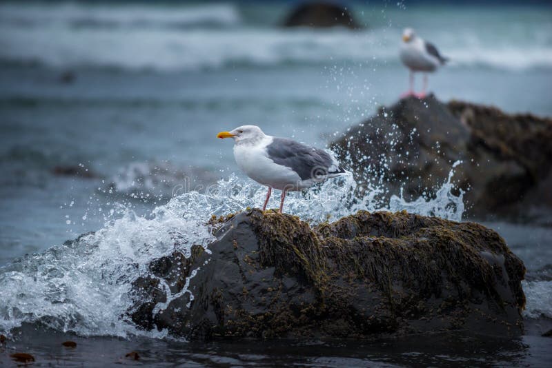 Oregon Coast Birds stock image. Image of wader, water 82961813