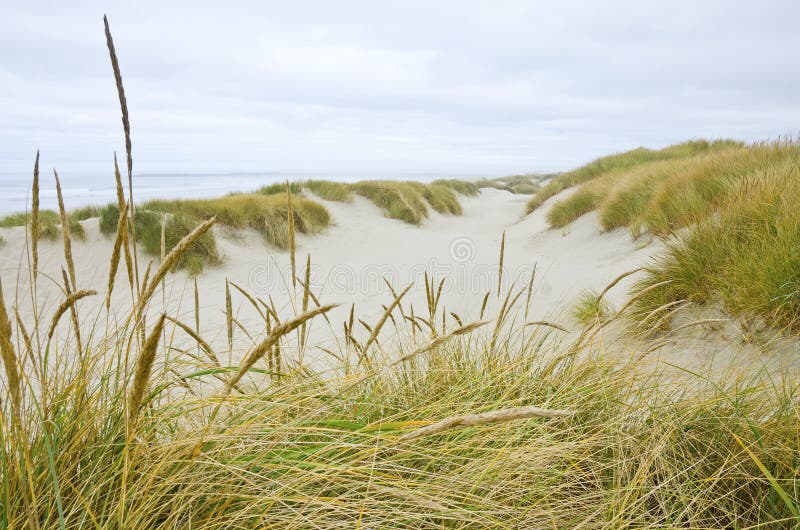 Oregon Coastal Sand Dunes