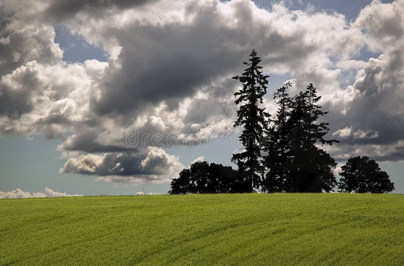 Oregon Fields