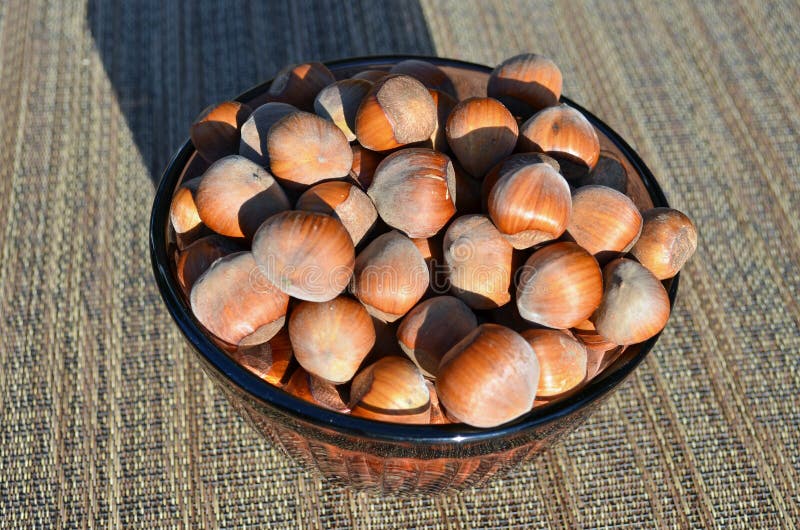 Oregon filberts stock photo. Image of plant, full, orchard 21752018