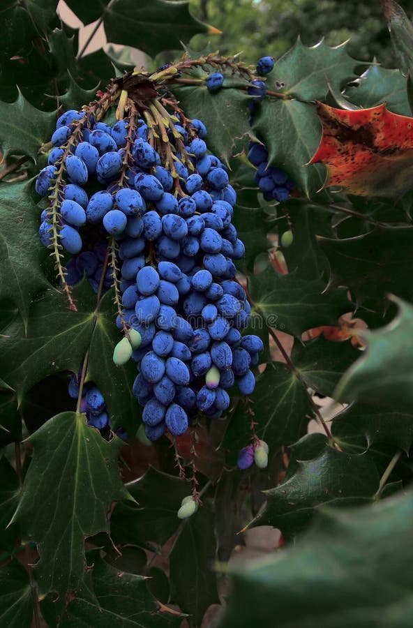 Oregon Grape Holly