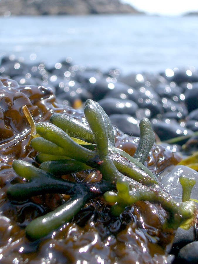 Oregon-Küste-Meerespflanze