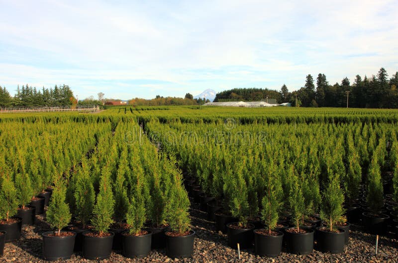 Oregon Nurseries and Seedling Plants Stock Photo Image of country, plants 16510018