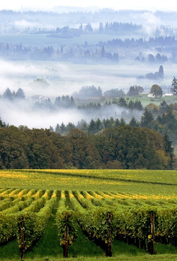 Oregon vineyard in early morning fog