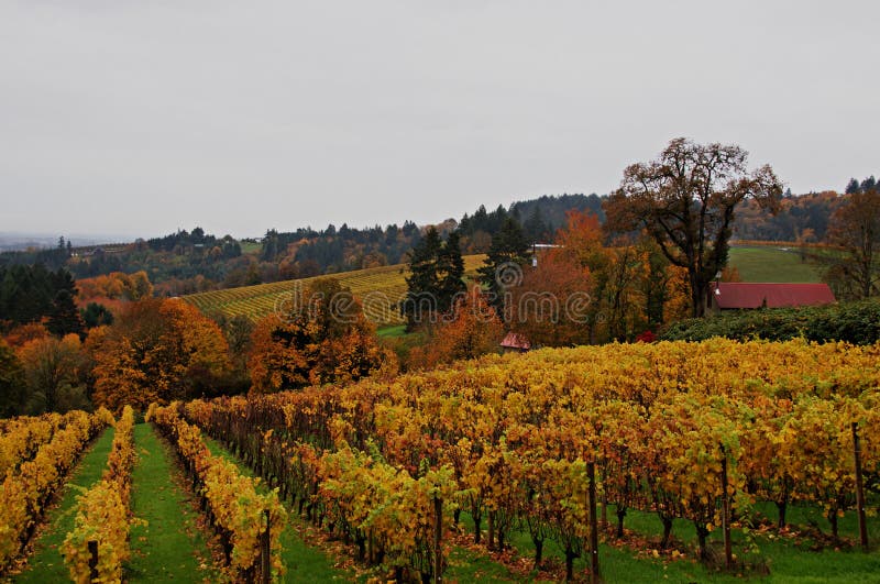 Oregon Wine Country in Autumn Stock Image Image of rows, willamette