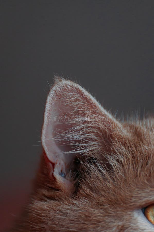 Oreille De Chat Persan Orange Photo Stock Image Du Tete Mignon Oreille De Chat Persan Orange Photo Stock Image Du Tete Mignon